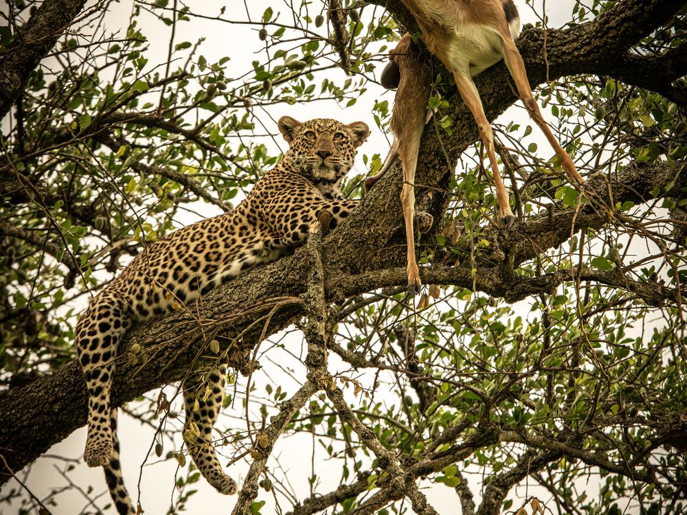 Up in a tree: leopard and prey. Nikon D850 Nikkor 70-200 | Smithsonian ...
