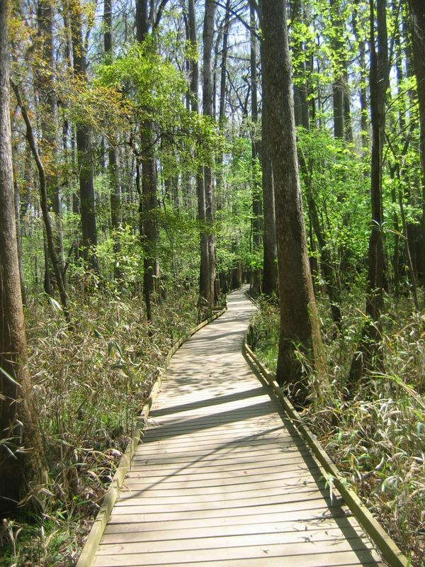 A Day in a Swamp (Congaree Swamp - South Carolina, SC) thumbnail