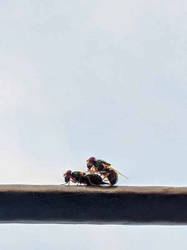 By Google Pixel Phone thumbnail