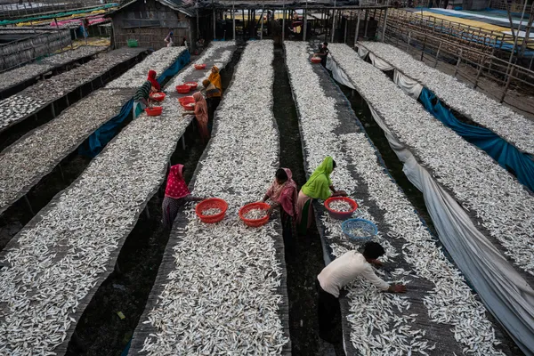 Traditional Fish Drying. thumbnail