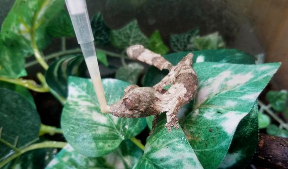 This leaf-tailed gecko hatchling receives his medication from a syringe, which he laps up with his impressive tongue.