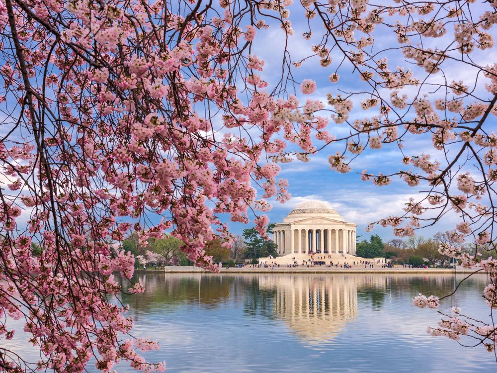 History of the National Cherry Blossom Festival in Washington