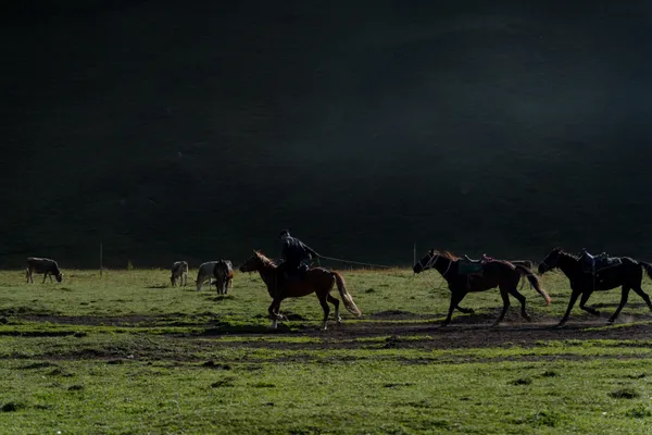 Riding Across the Morning Pasture thumbnail