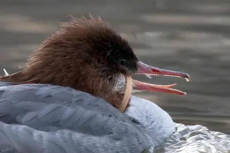 The common merganser appears to have the ring from a plastic bottle stuck around its mouth and neck.