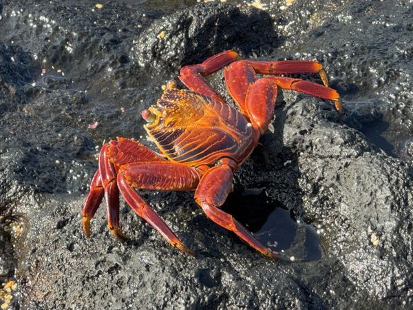 Sally Lightfoot Crab, Galapagos Islands thumbnail