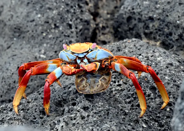 Sally  Lightfoot Crab in Galapagos thumbnail