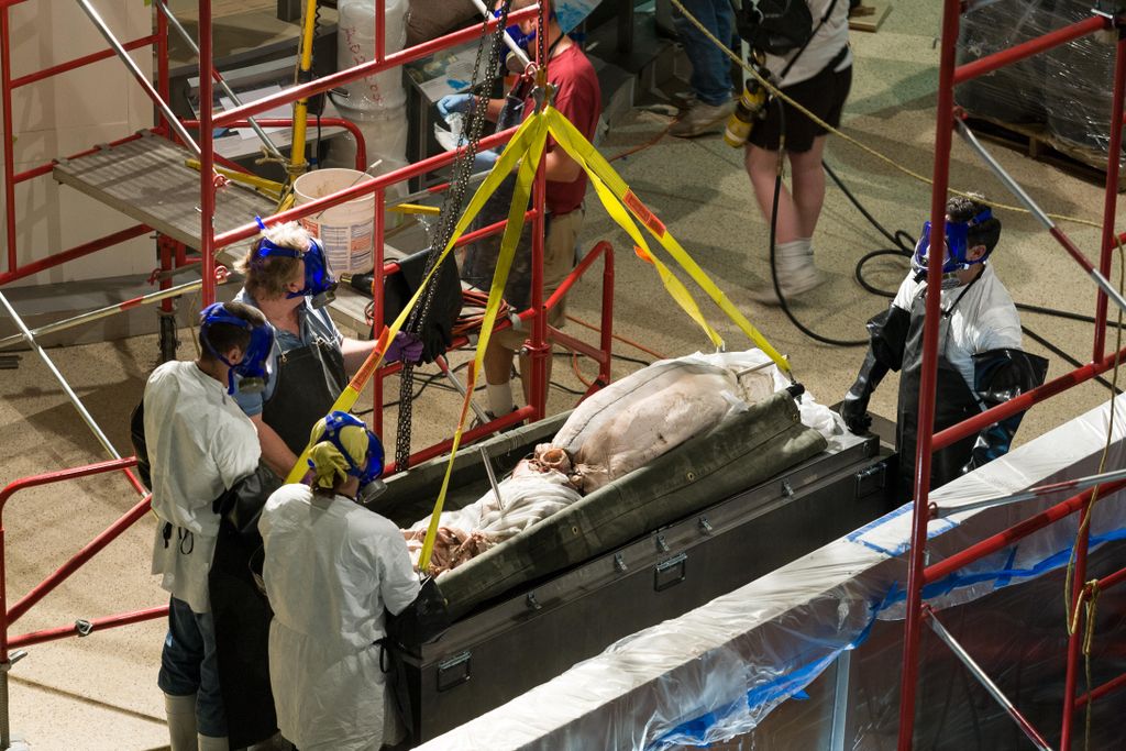 Spanish giant squid moved out of formalin at Smithsonian
