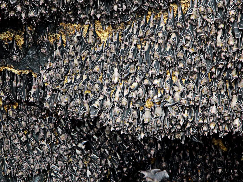 Monfort Bat Colony Smithsonian Photo Contest Smithsonian Magazine