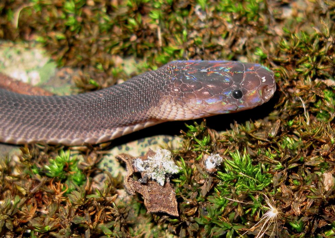 New Species of Cobra-Like Snake Discovered – But It May Already Be Extinct  – The Wire Science