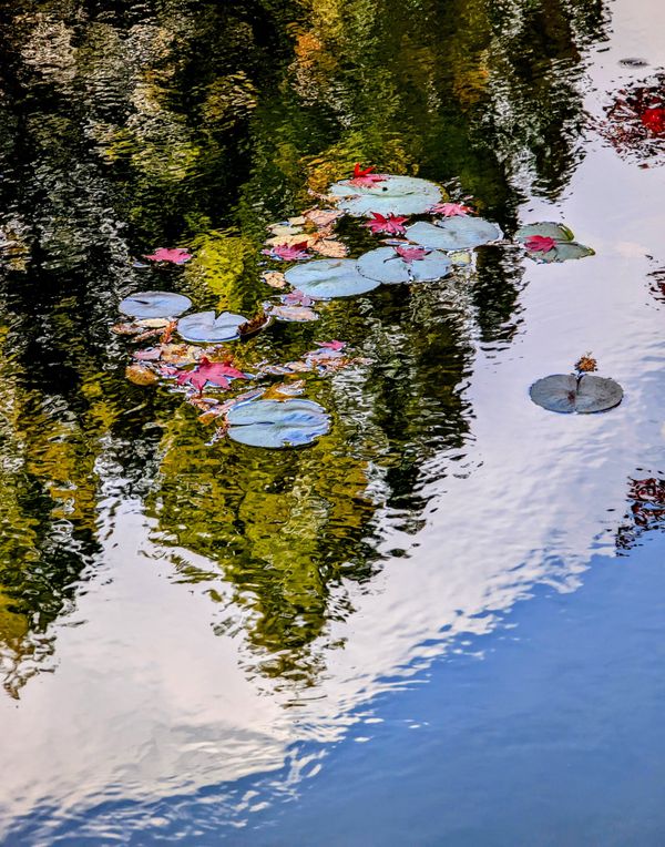 Monet's Lilies 1 thumbnail