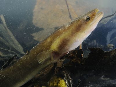 A critically endangered European eel. 