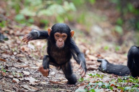 A young chimpanzee sets out for a stroll in Tanzania's Mahale Mountains National Park.