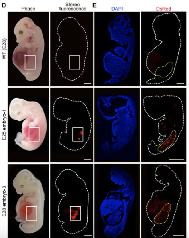 A figure from the paper showing different phases of the pig embryo development