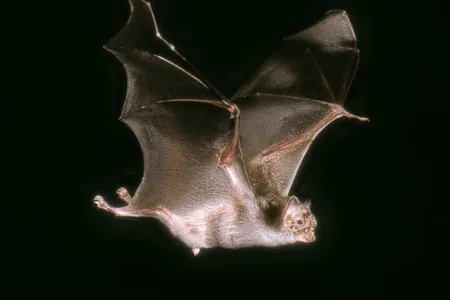 Vampire bats are found in caves and forests throughout Central and South America and often prey on livestock at night for a quick bite.
&nbsp;