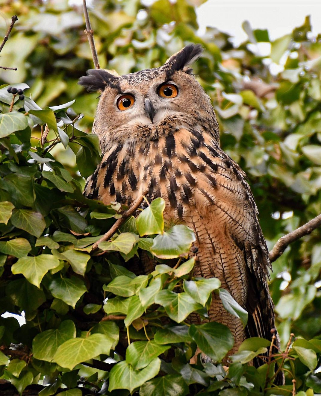 owl in a tree