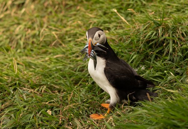 Feeding the Baby thumbnail