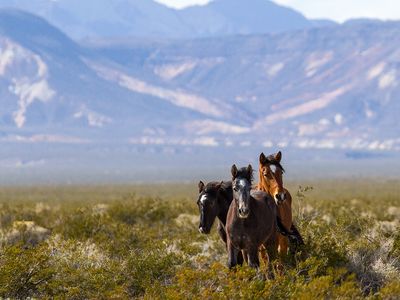 Wild horses in Death Valley, California.