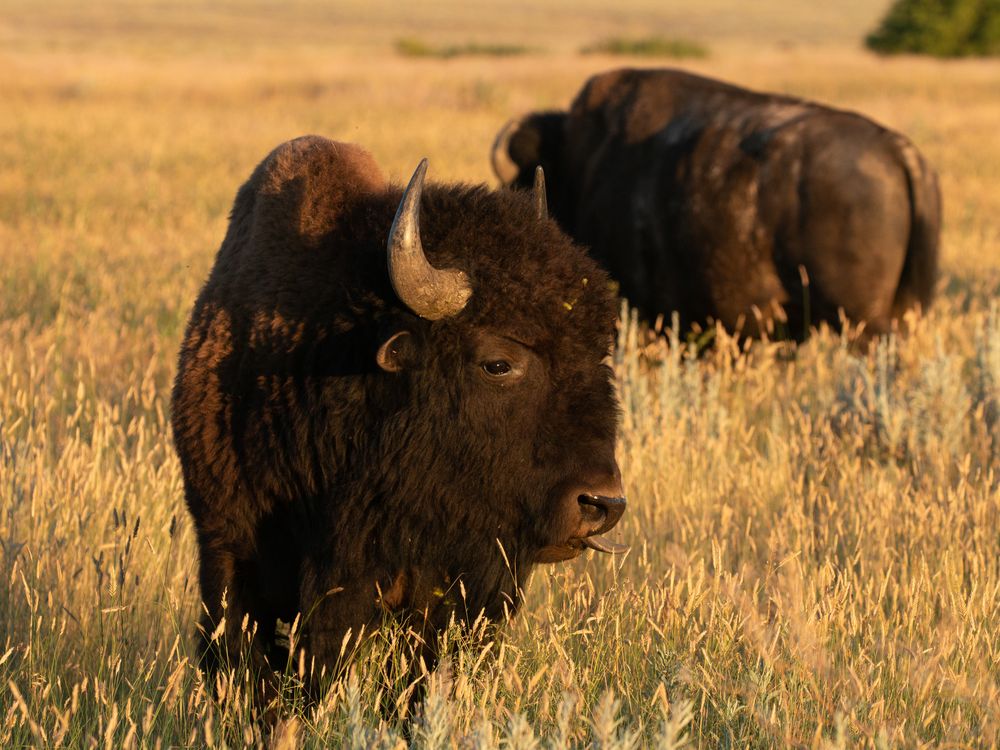 Many bird species of conservation concern rely on the really short grass that large grazers, such as bison, leave behind. (Andy Boyce)