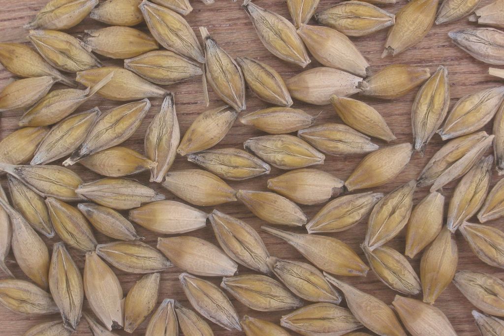 Barley