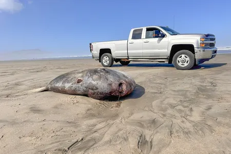 The behemoth carcass has attracted lots of curious onlookers to&nbsp;Gearhart Beach.
