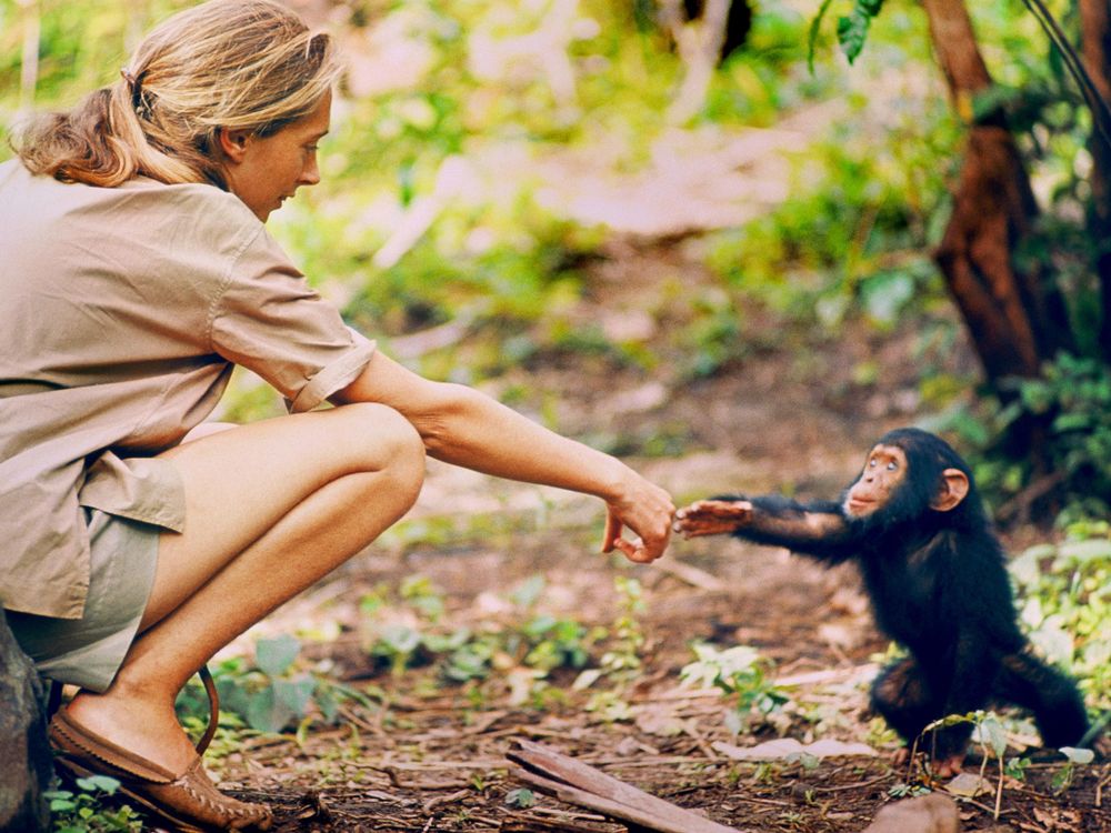 Jane Goodall