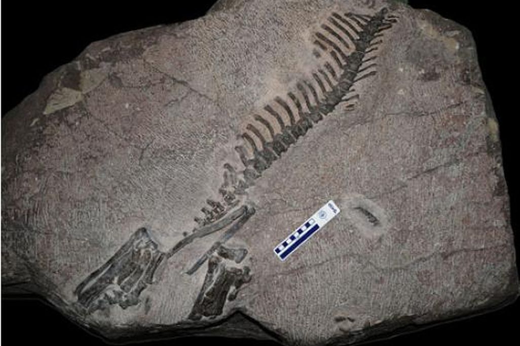 20110520083249koreaceratops-skeleton.jpg