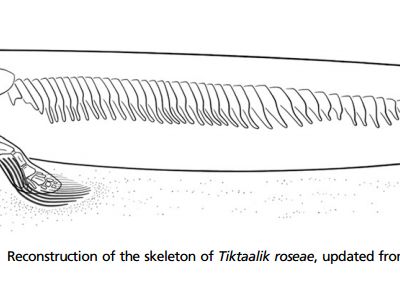 In addition to its limb-like front fins, Tiktaalik had large, mobile rear fins that it used to push itself around in the water.