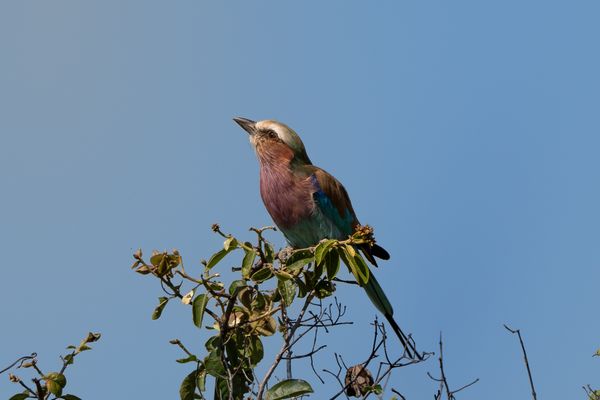 A Lilac-breasted roller thumbnail