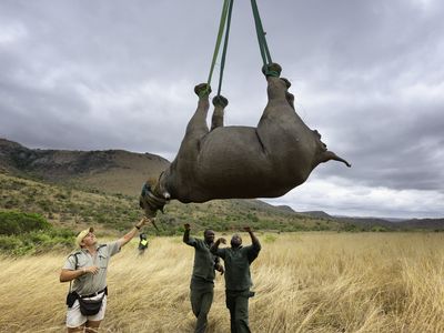A black rhino takes to the air in the first stage of its venture during the 2013 World Wildlife Fund's Black Rhino Expansion Project.