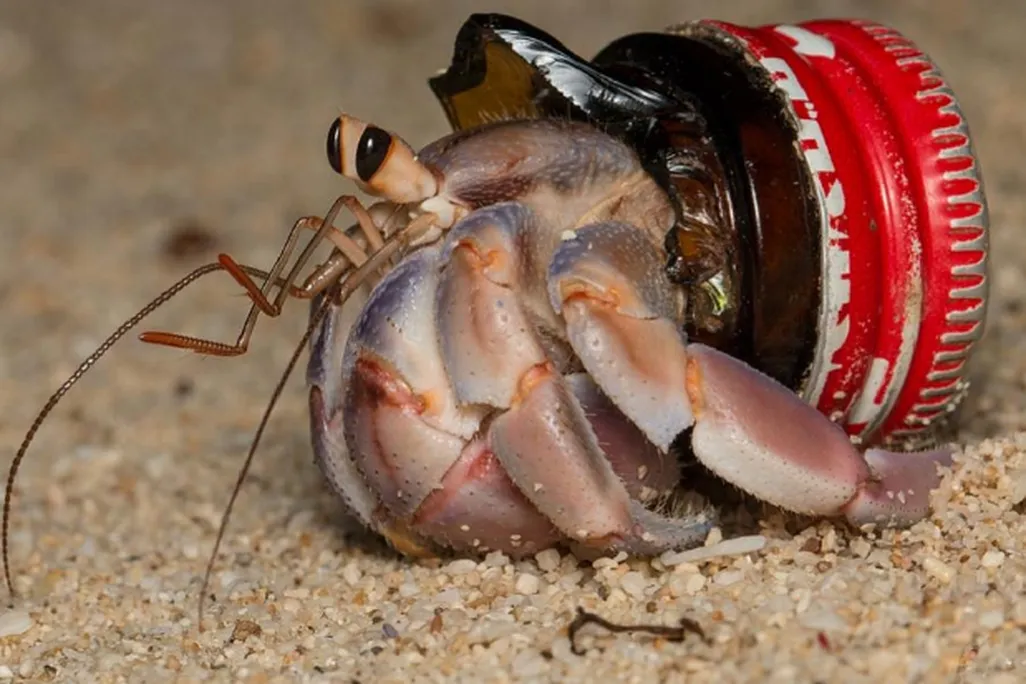 A pinkish hermit crab, in profile facing left, wears the top of a glass bottle as a shell -- brown broken glass with a bright red cap still attached.