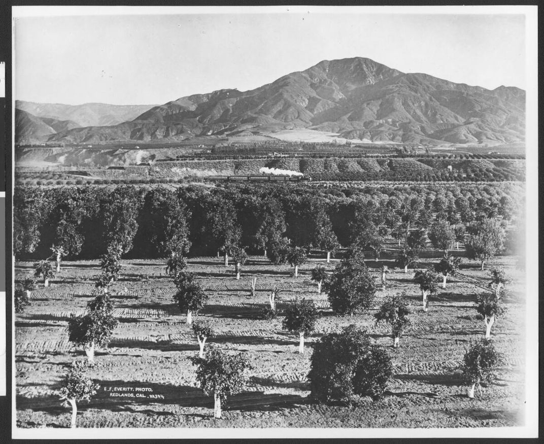Orange grove, showing Southern Pacific passenger train moving in the background, circa 1880