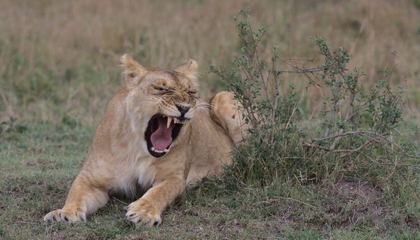 Lion yawns thumbnail