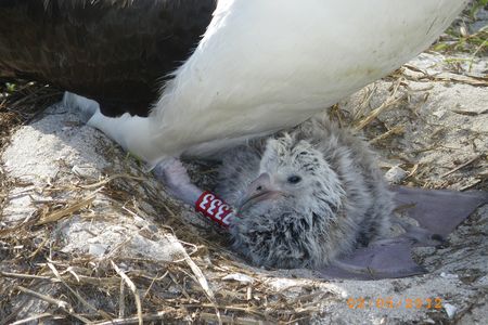 Wisdom the Albatross with the chick she hatched last year.