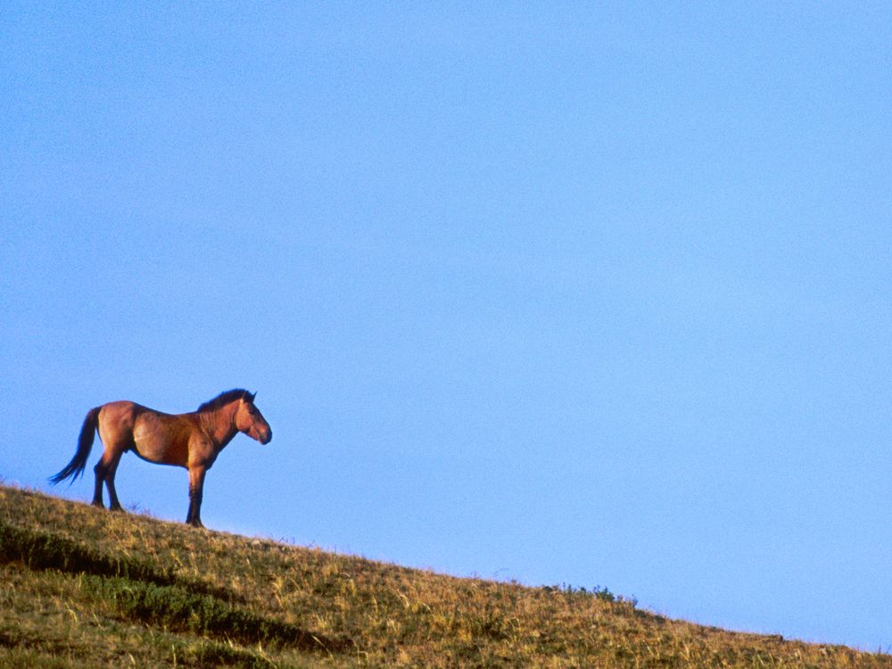 mongolian wild horse extinct