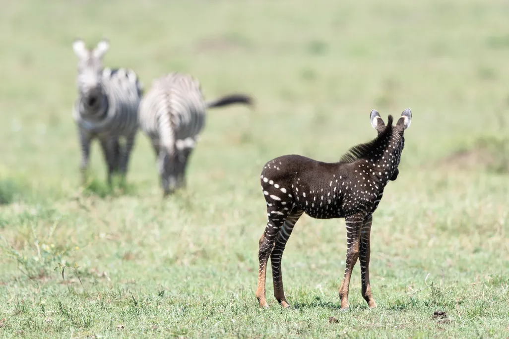 Frank Zebra Tira-9.jpg