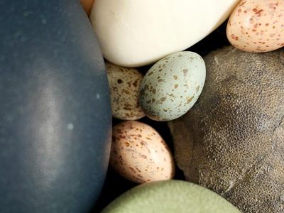 Assortment of bird eggs and a fossil theropod egg
