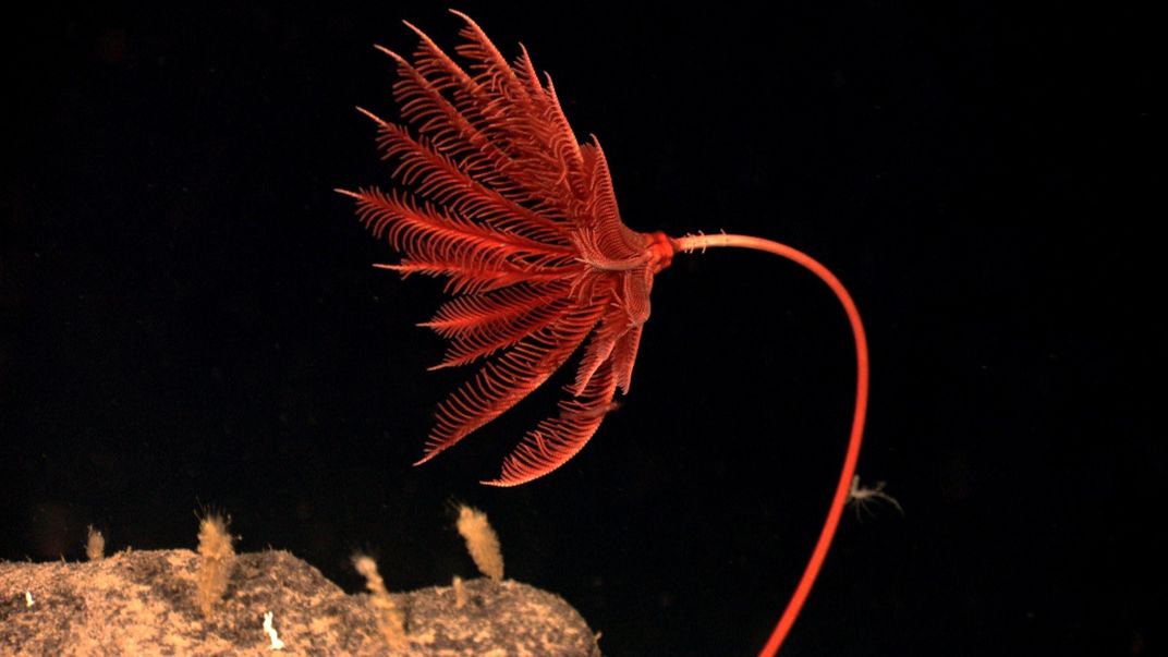 A red crinoid in its underwater home.