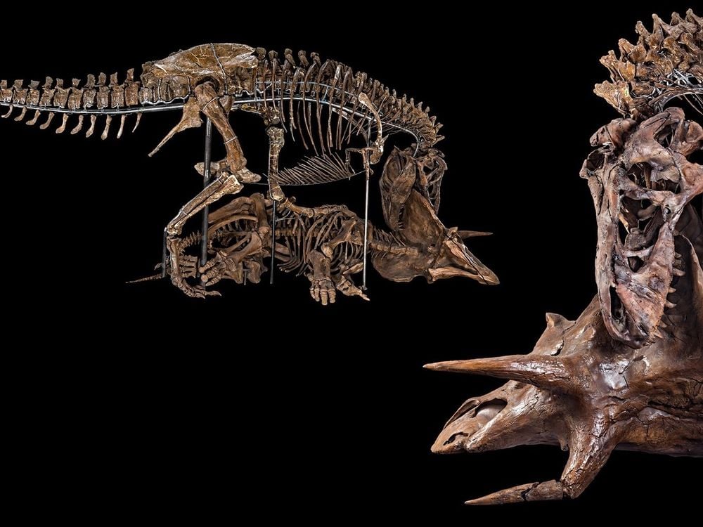 The Nation’s T. rex decapitating a Triceratops in its new pose as the centerpiece of the