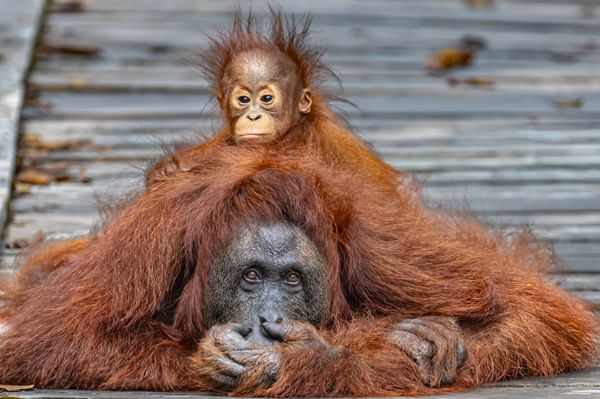 A femaie Orangutan and her young baby thumbnail