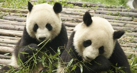 Pandas munch on bamboo for most of the day.