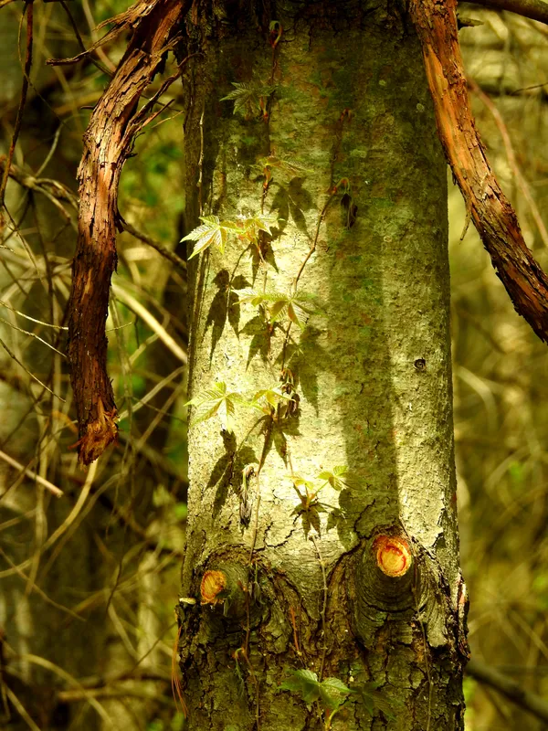 Pattern of Shadow and Light thumbnail