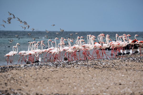 Flamingo Flock thumbnail