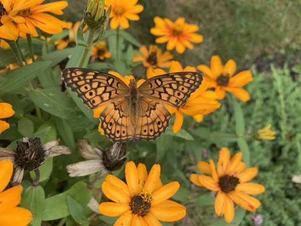 Butterfly on daisy thumbnail