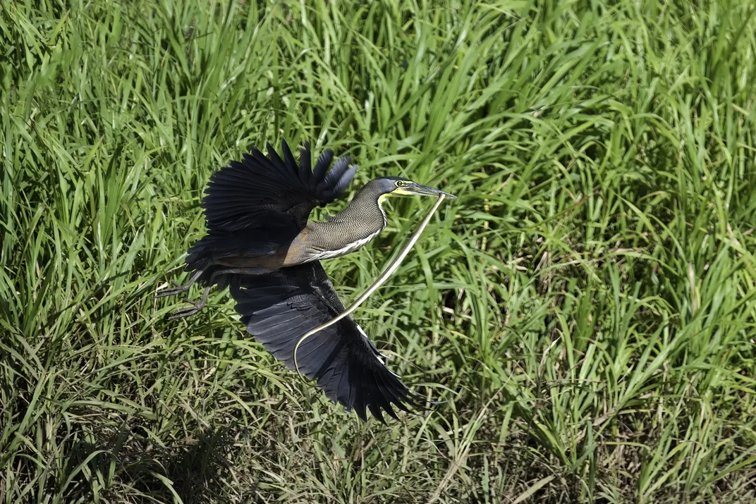Tiger Heron with snake at Carara National Park
