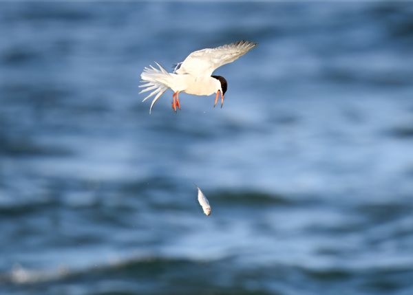 Tern of Fate thumbnail