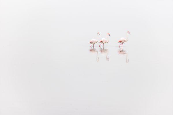 Flamingos thumbnail