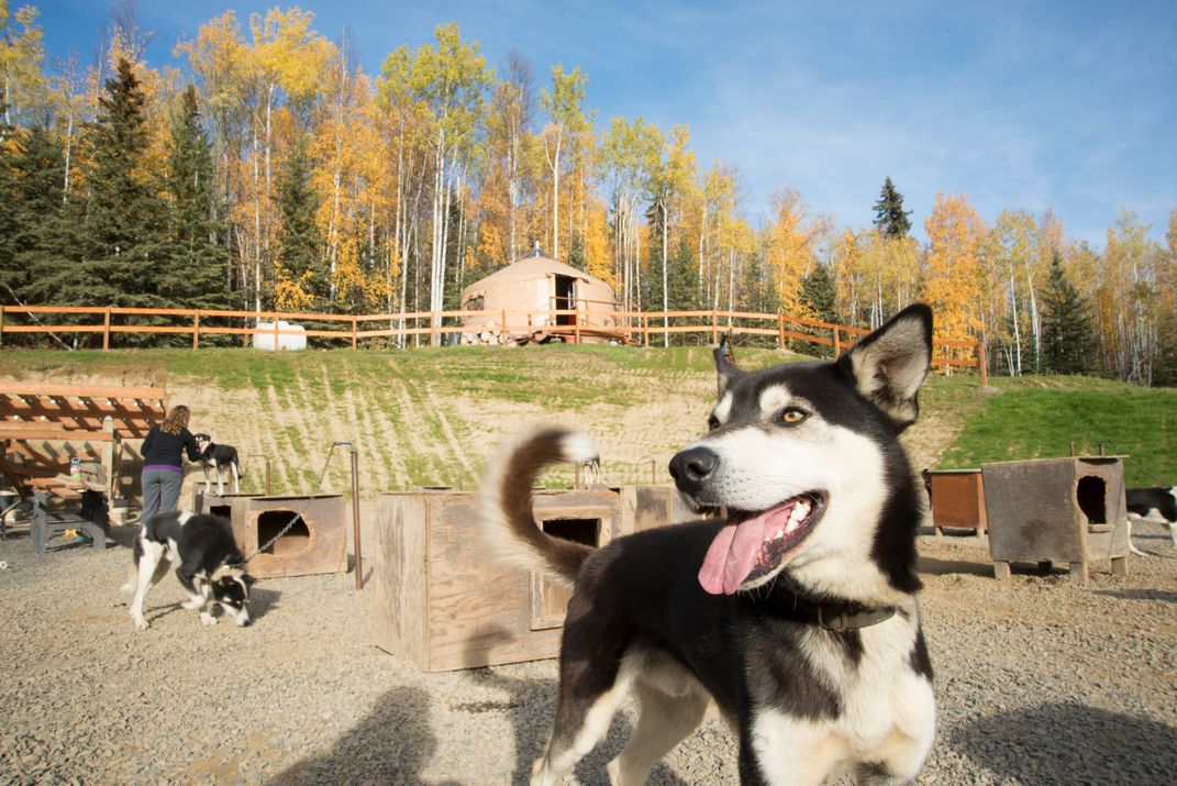 Visiting a sled dog kennel near Fairbanks. Credit: Sherman Hogue/Explore Fairbanks