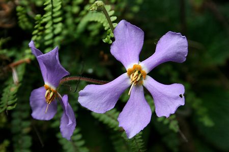 The Pyrenean violet is one of Nature's strange “resurrection plants.”
