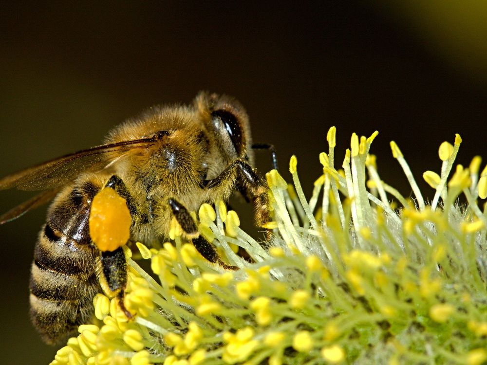 A close-up photo of a bee collecting pollen from a yellow flower.