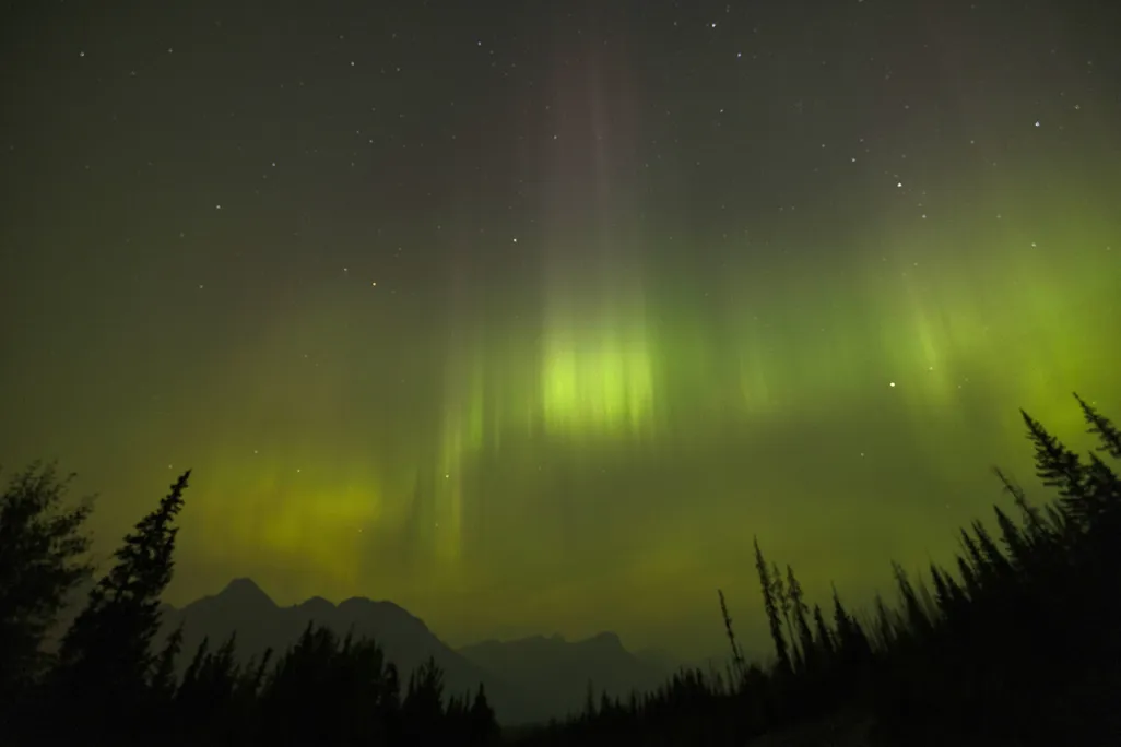 The green glow of the northern lights seen above trees